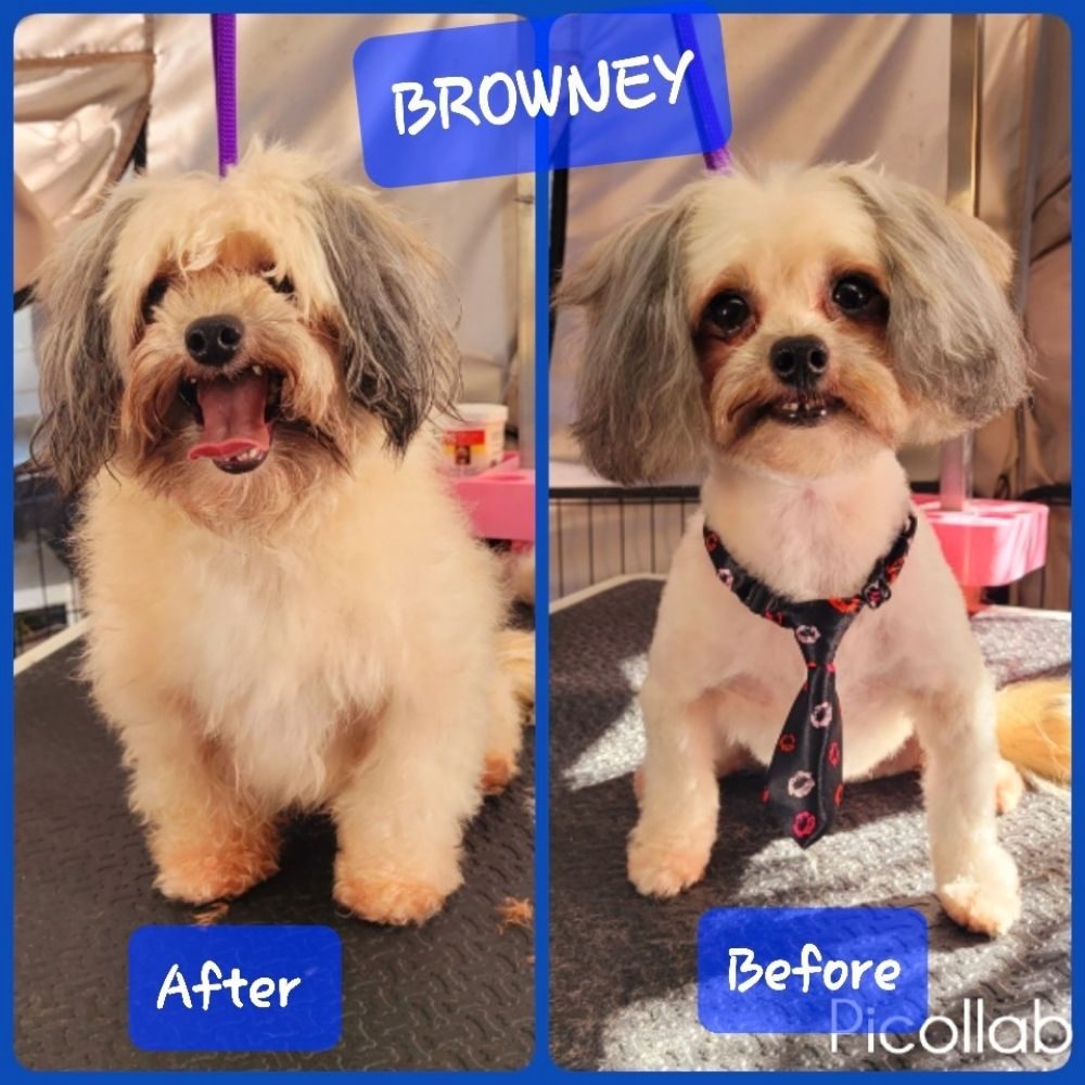 Grooming That Feels Like Visiting a Friend