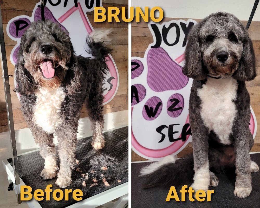 bruno aussiedoodle before after