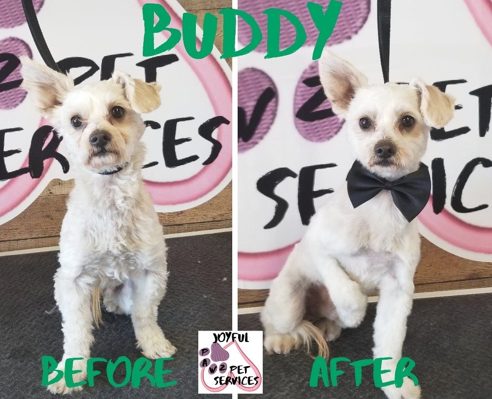 buddy terrier mix before after