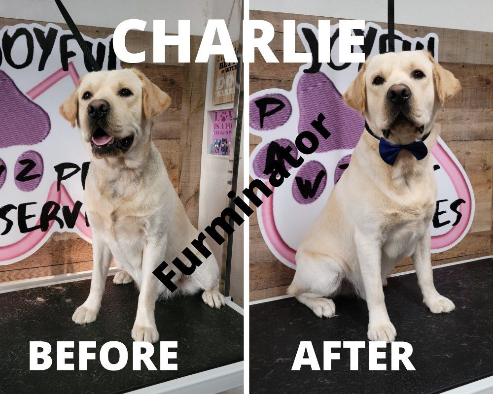 charlie lab furminator before after