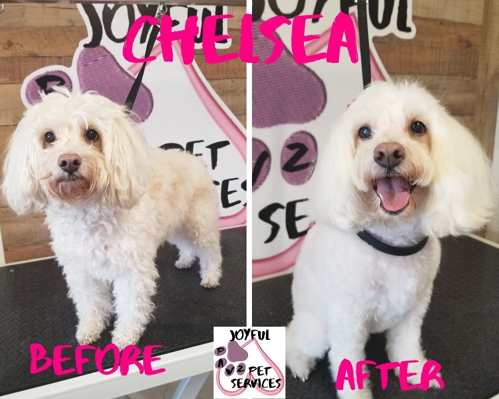 chelsea maltipoo before after