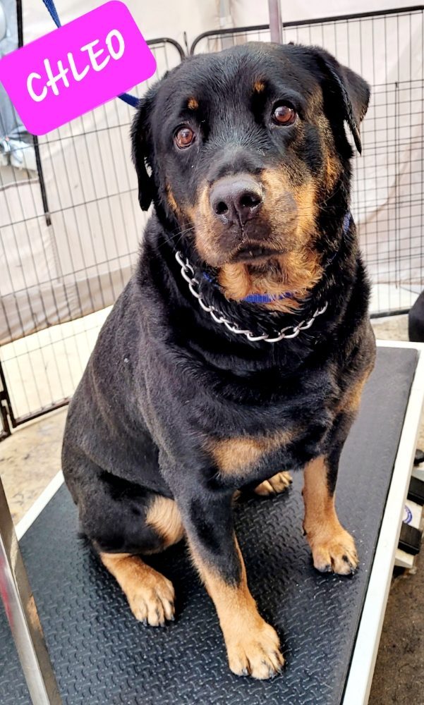 Freshly groomed rottweiler smiling after a visit with Naomi