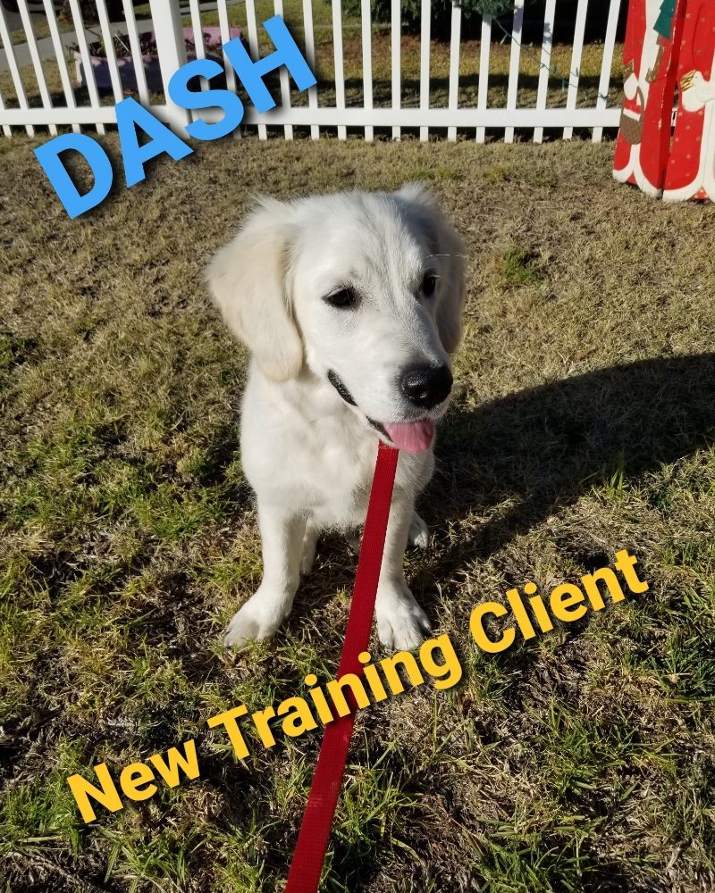 Dog Training by Joyful PawZ Pet Services