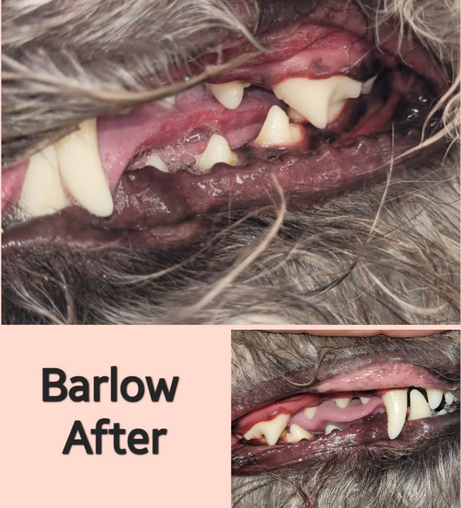 Barlow after a non-anesthesia dental cleaning, teeth cleaned tooth by tooth
