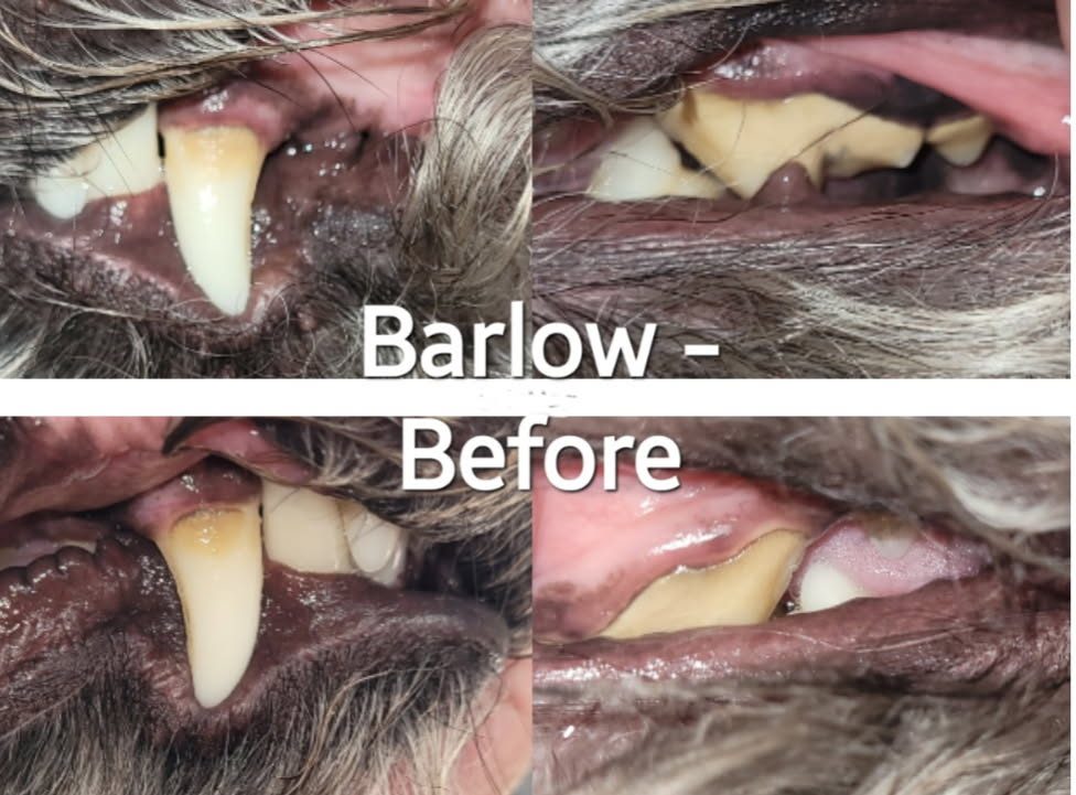 Barlow before a non-anesthesia dental cleaning, tartar built up on the teeth