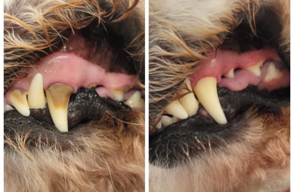 A dog's teeth before and after a non-anesthesia dental cleaning