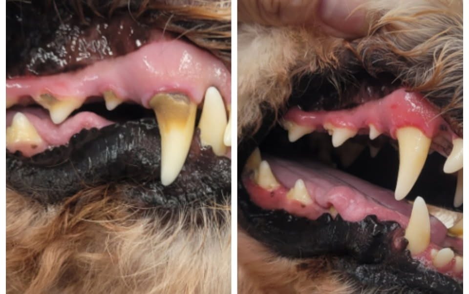 Cleaner teeth and healthier gums after a non-anesthesia dental cleaning