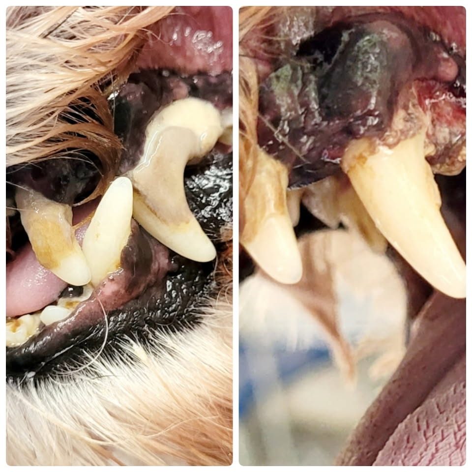 A dog's canine tooth before and after a non-anesthesia dental cleaning