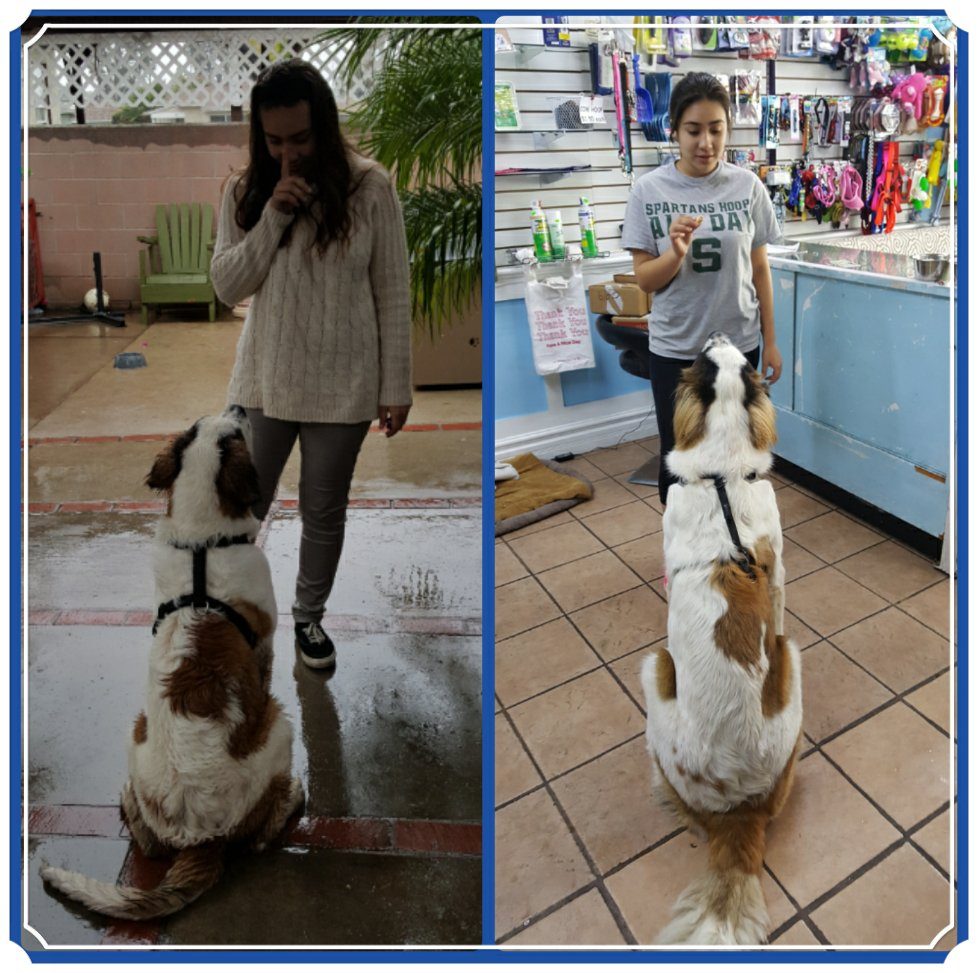 dog training session collage