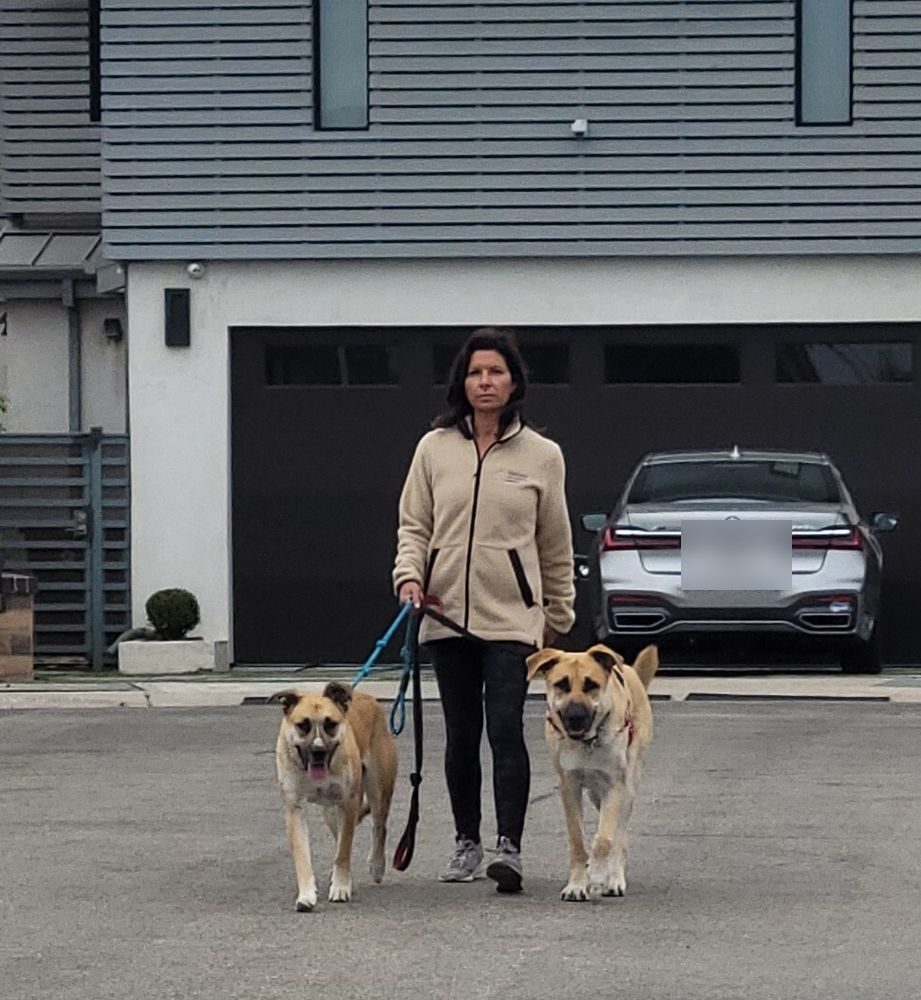 Dog Walking by Joyful PawZ Pet Services
