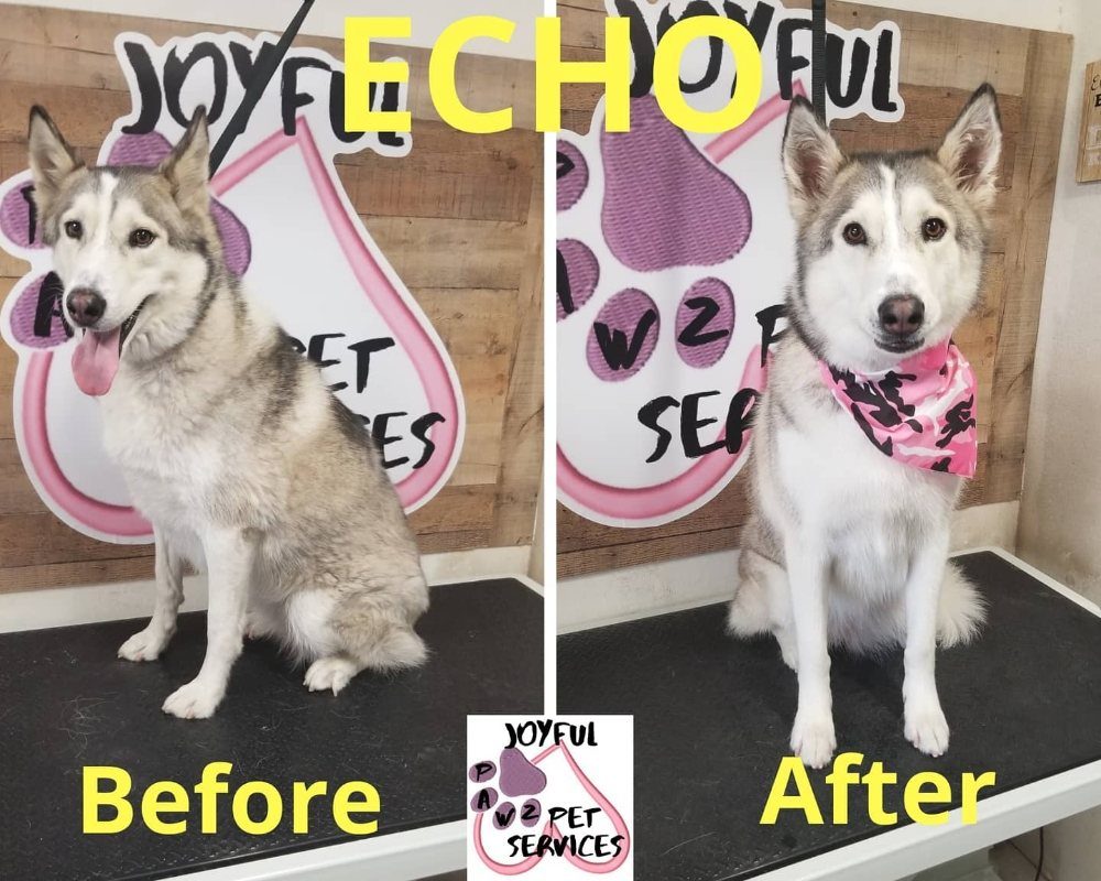 echo husky before after