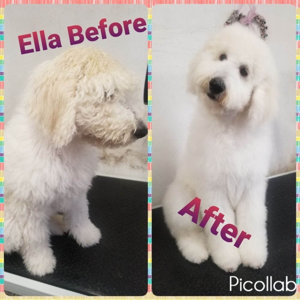 ella before after puppy groom