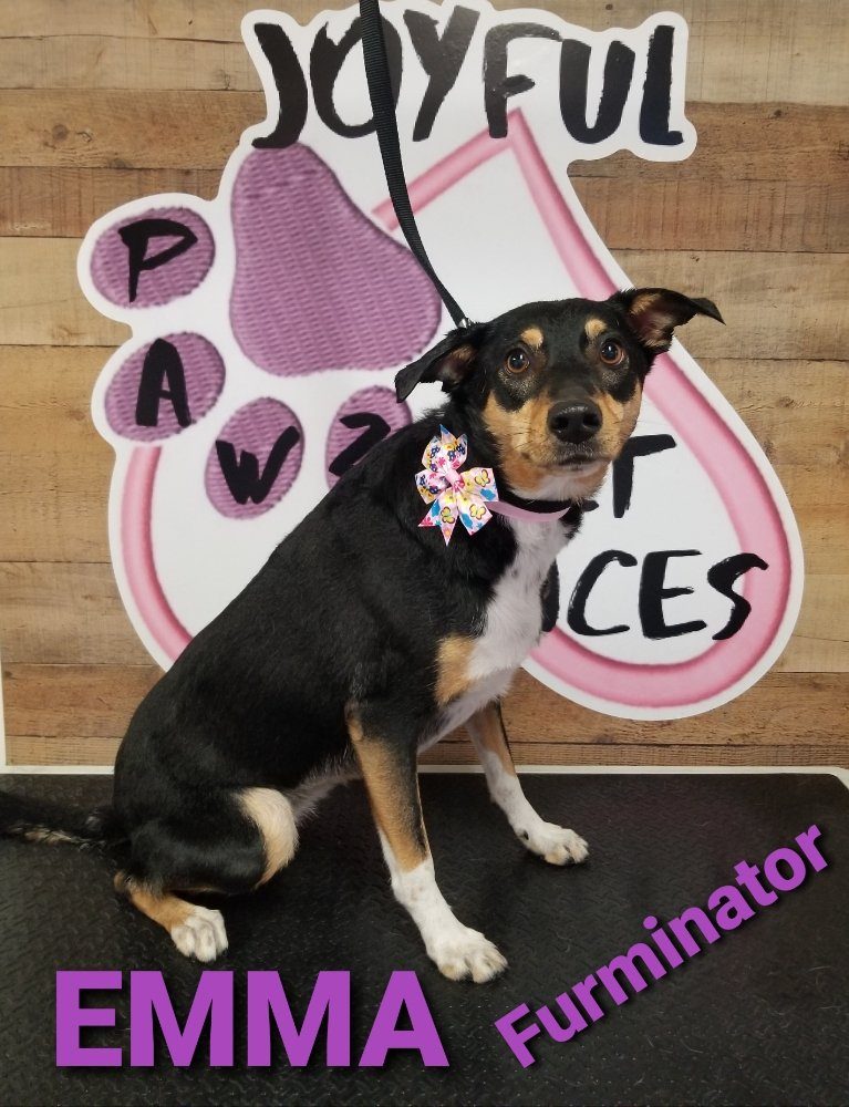 emma furminator groomed