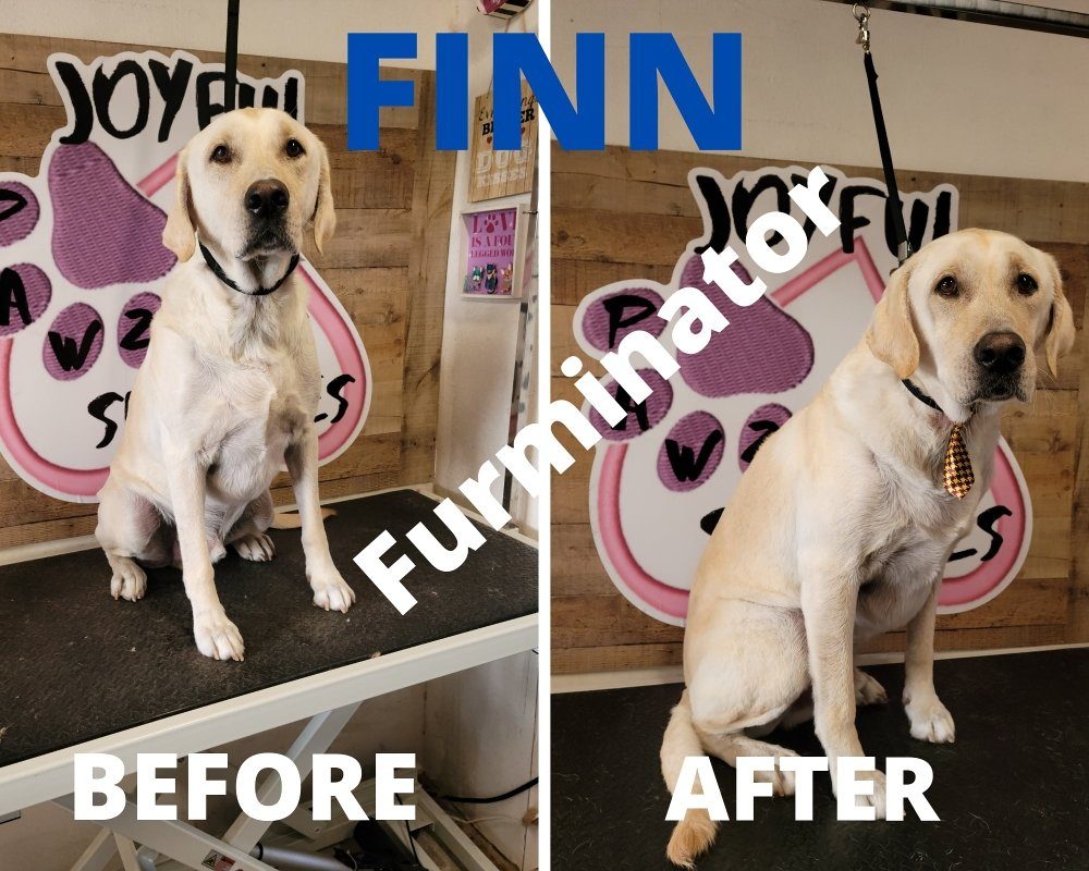 finn yellow lab furminator before after