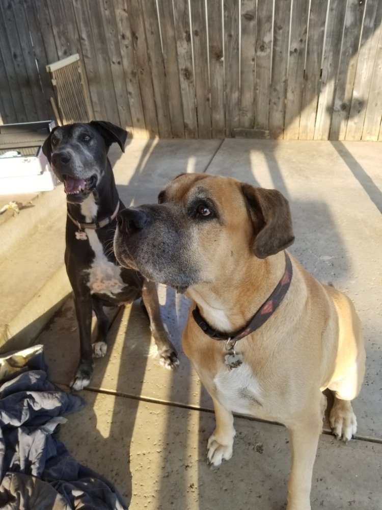 Great dane and mastiff hanging out on the patio during pet sitting