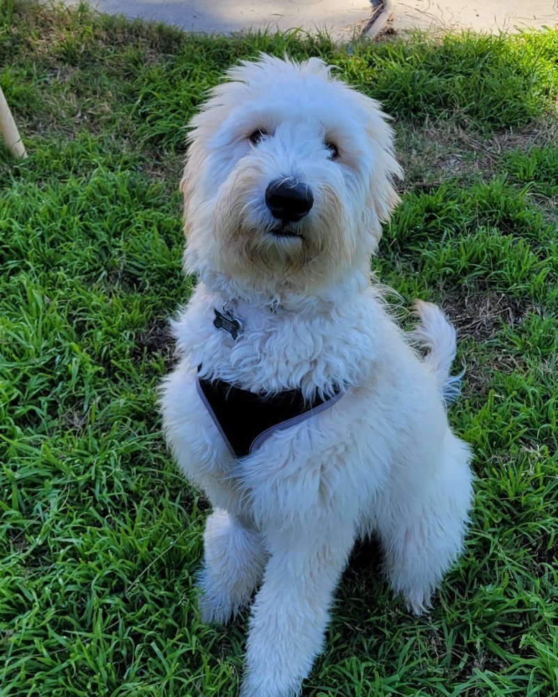 Pet Sitting & Drop-In Visits in Huntington Beach, CA