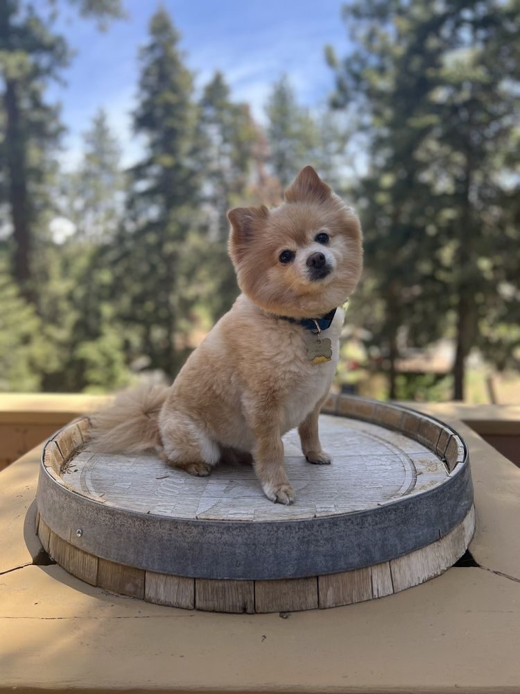 Freshly groomed pomeranian posing outdoors after a visit with Joyful PawZ Pet Services