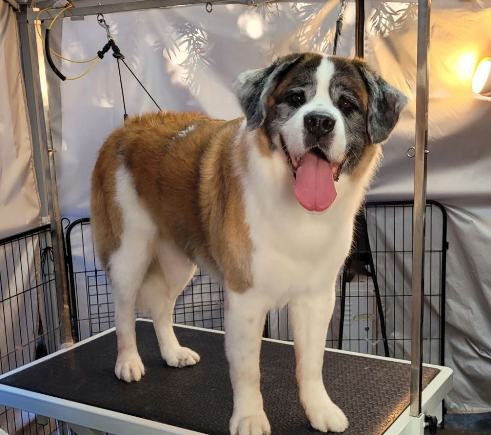 Pet Grooming in Huntington Beach, CA