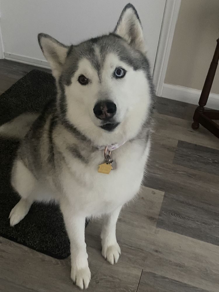 Husky greeting Naomi during an in-home drop-in visit