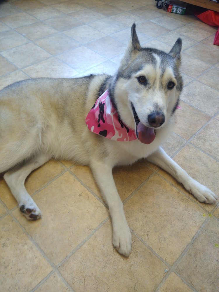 husky pink bandana tile