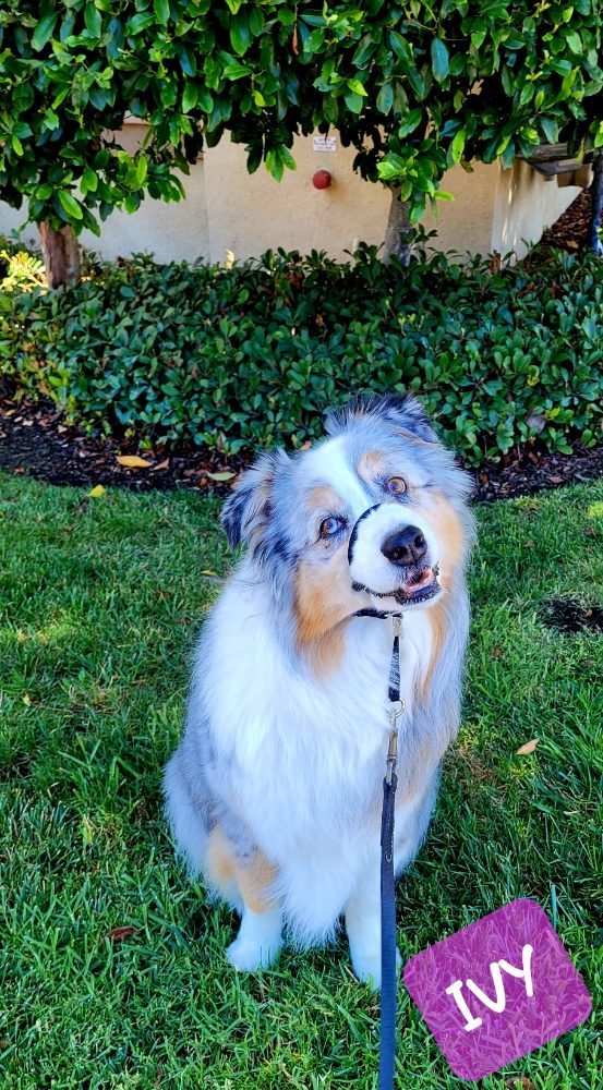 ivy australian shepherd head tilt
