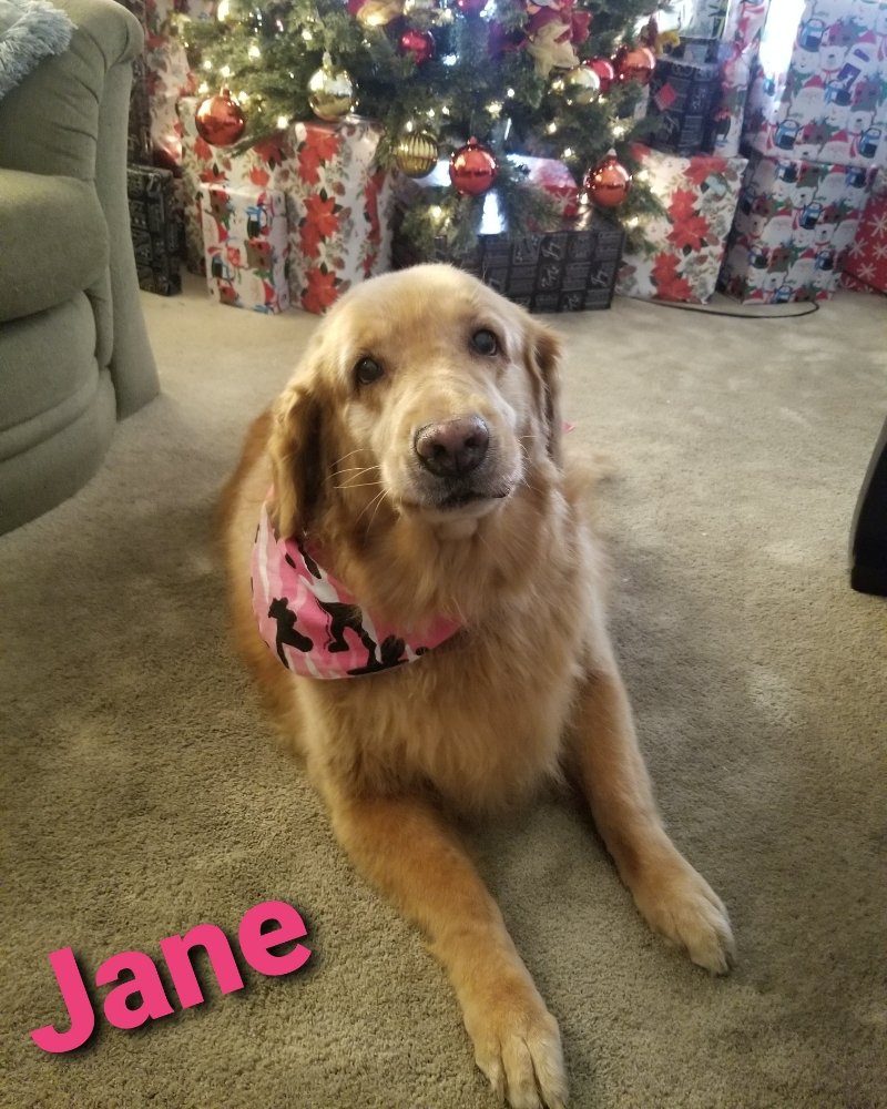 Golden retriever relaxing at home during a pet sitting visit