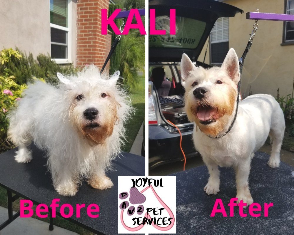 kali westie before after