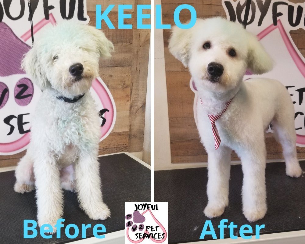 keelo before after grooming