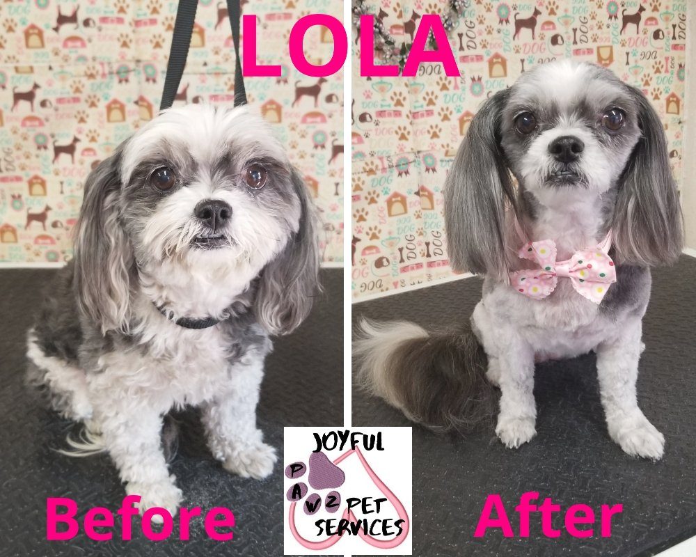 lola shih tzu before after