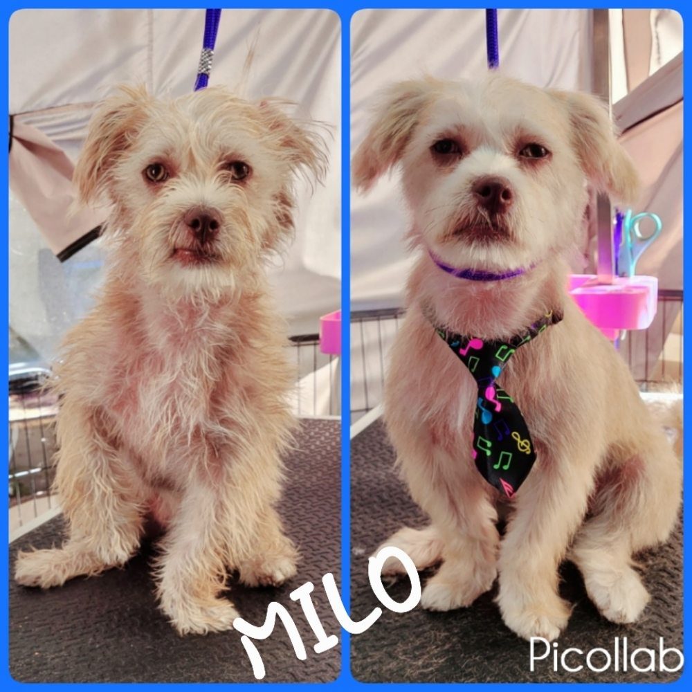 milo terrier before after