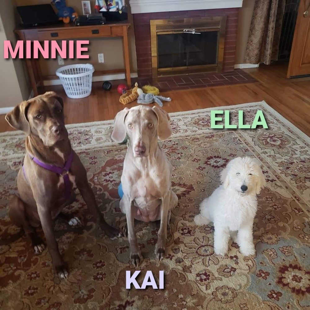 Three happy dogs together during a pet sitting stay