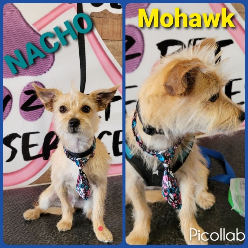nacho mohawk style collage