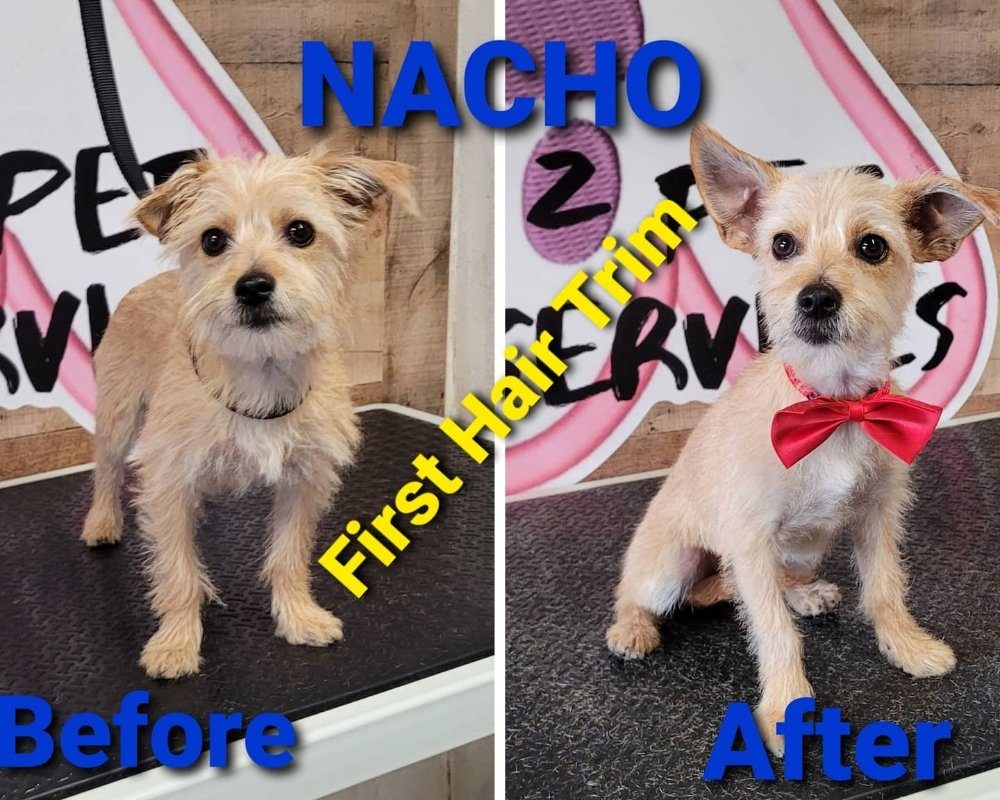 nacho puppy first trim before after