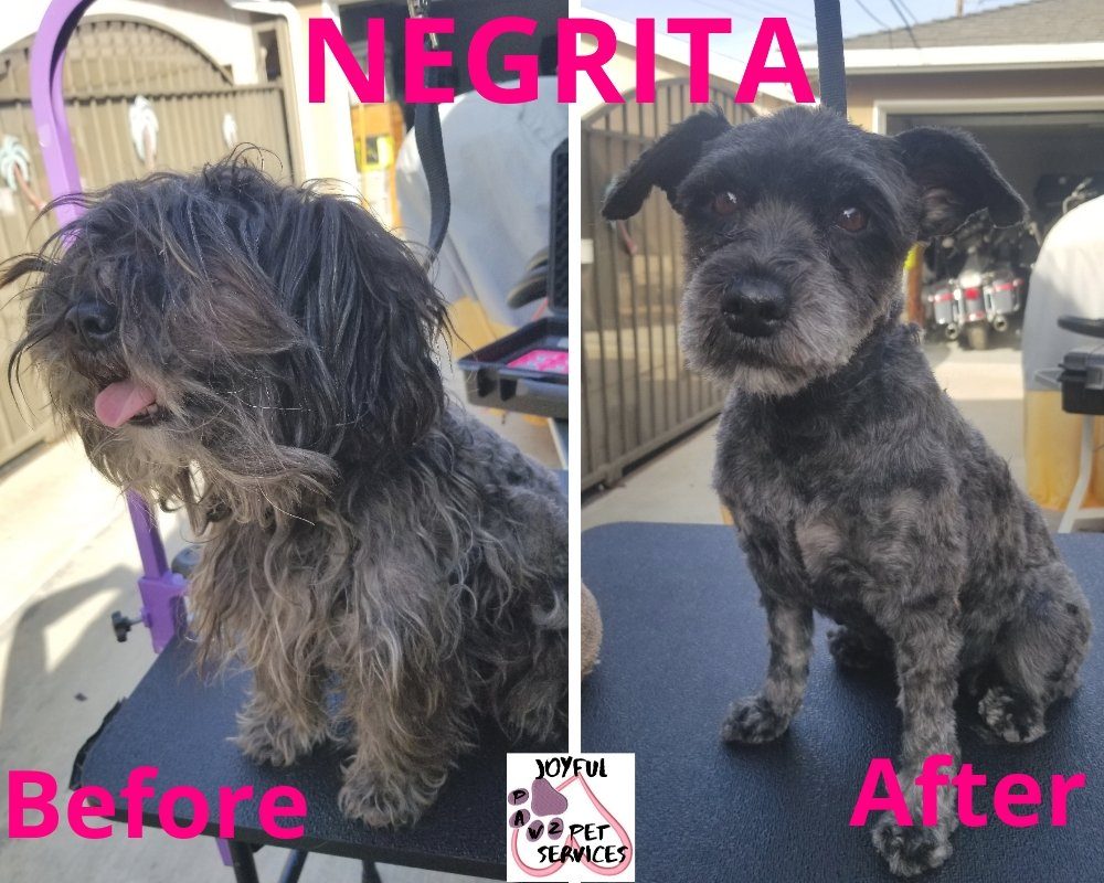 negrita before after matted