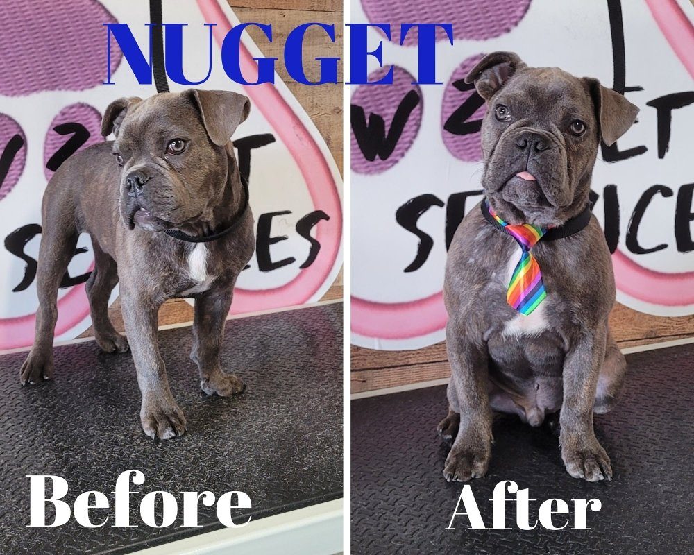 nugget bulldog before after