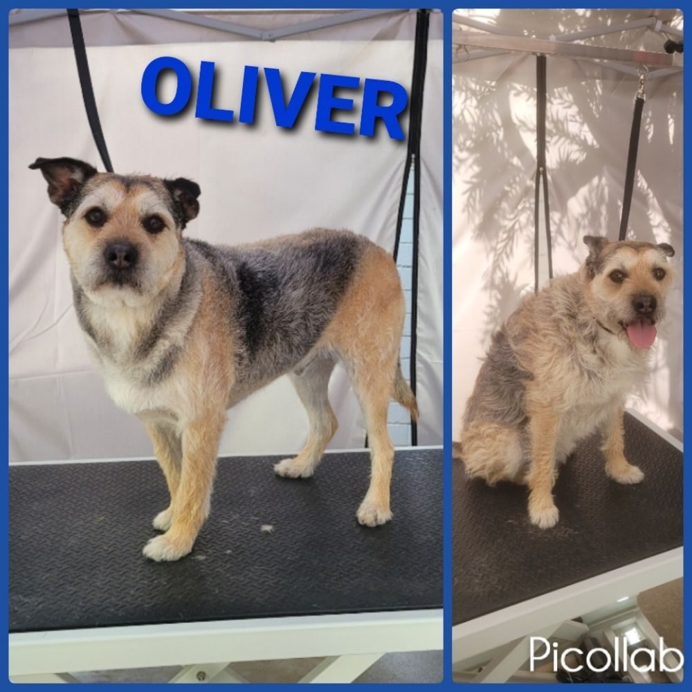 oliver terrier mix groomed