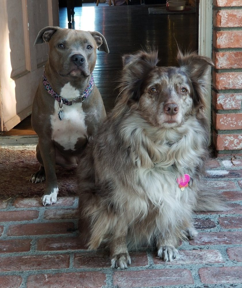pitbull aussie brick doorway