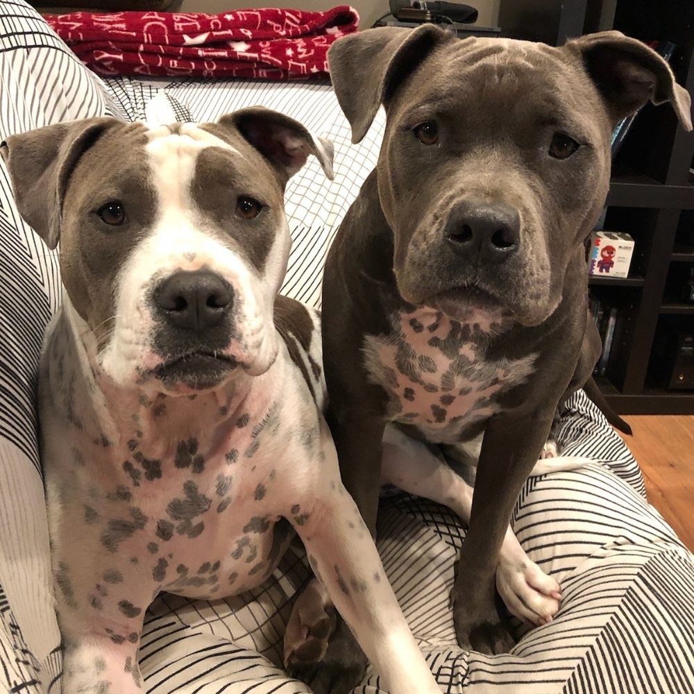 Pet Sitting & Drop-In Visits by Joyful PawZ Pet Services