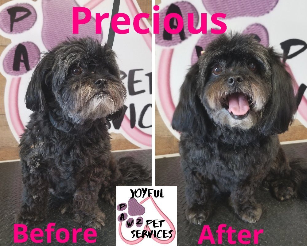 precious before after grooming