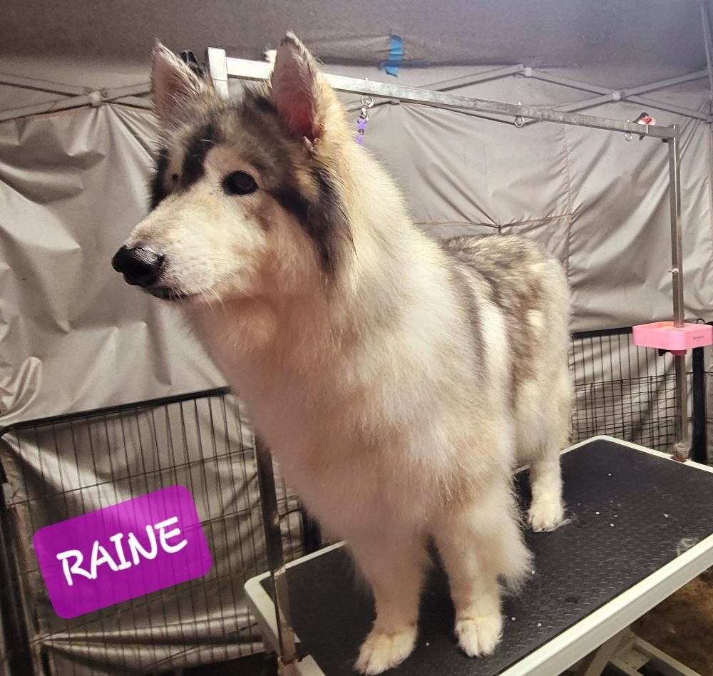 raine husky groomed table