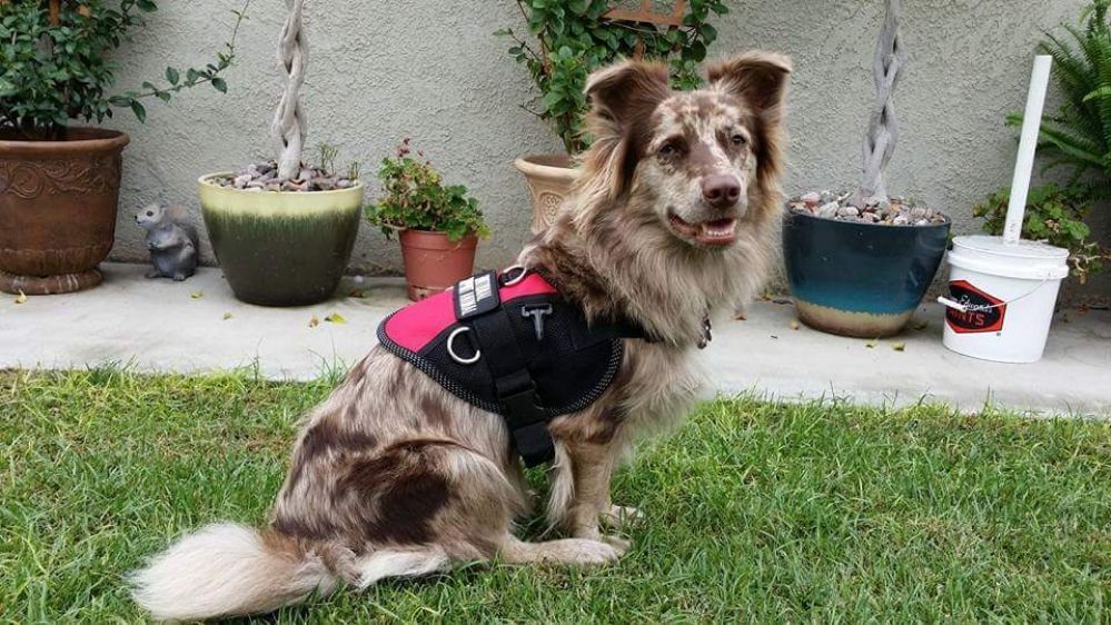 Dog Training in Huntington Beach, CA