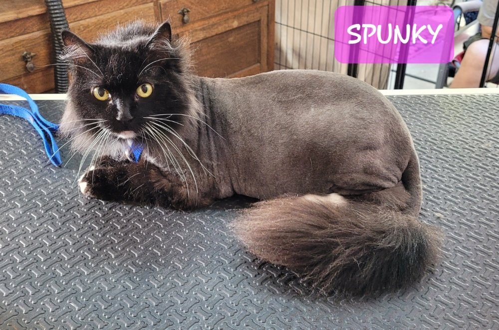 Cat Grooming by Joyful PawZ Pet Services