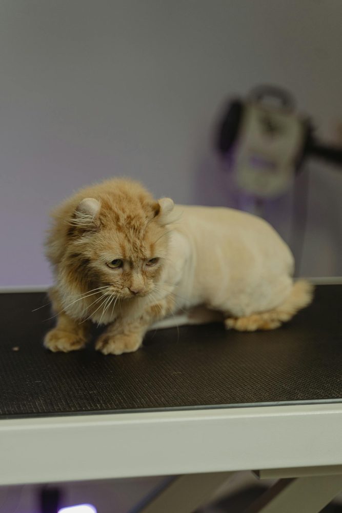 A Calm, Cage-Free Visit for Your Cat
