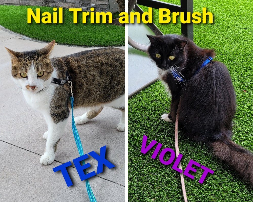 Two cats after their nail trim and brush out