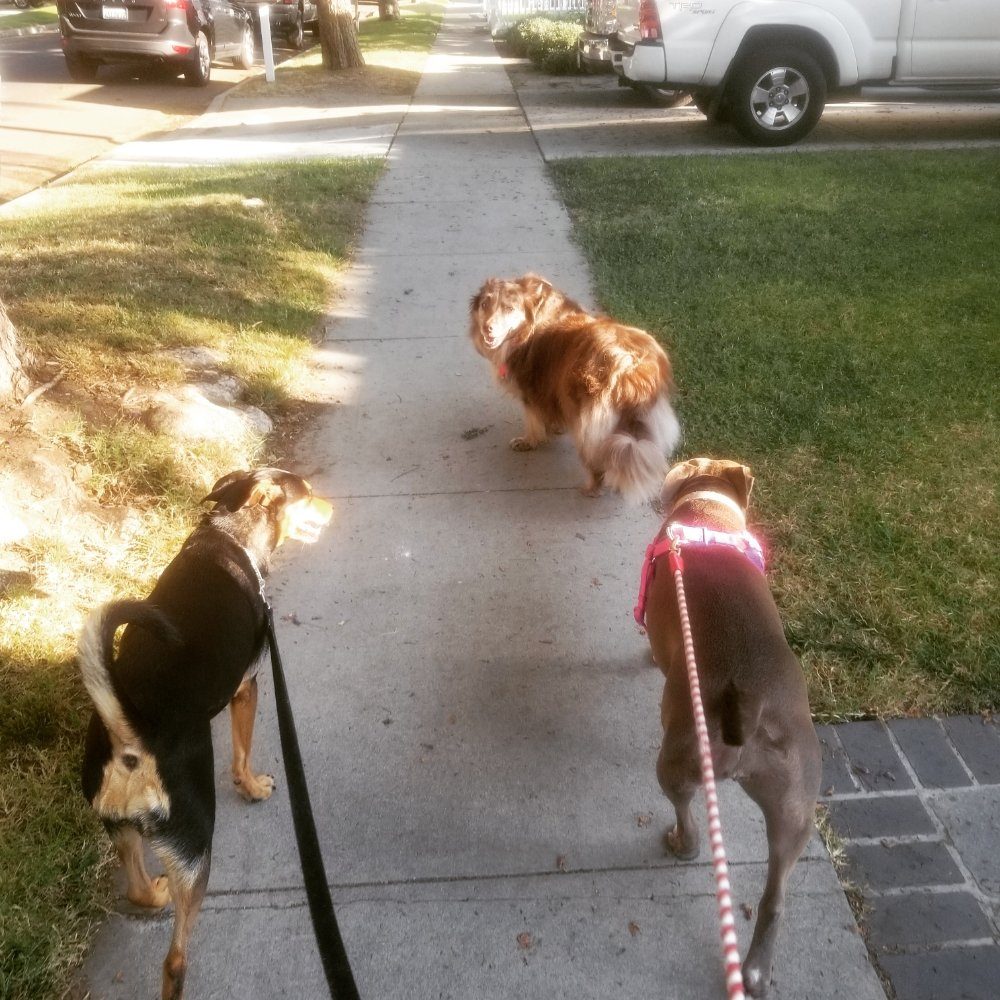 three dogs leashed sidewalk walk
