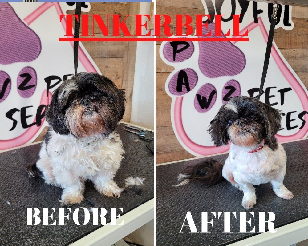 tinkerbell shih tzu before after