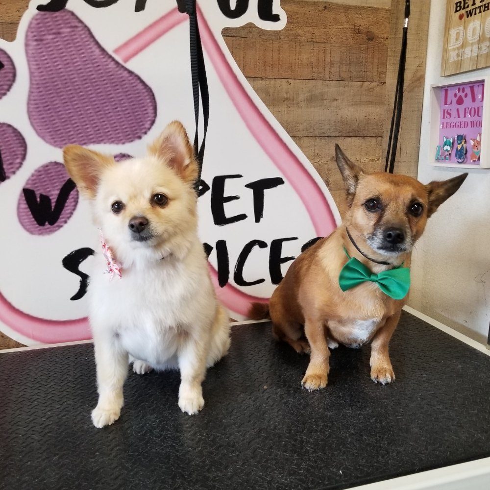 Two freshly groomed dogs in front of the Joyful PawZ Pet Services sign