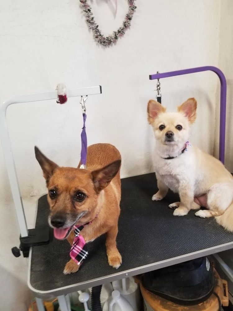 two small dogs groomed duo