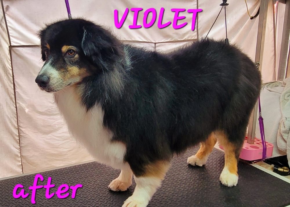 violet aussie after groom