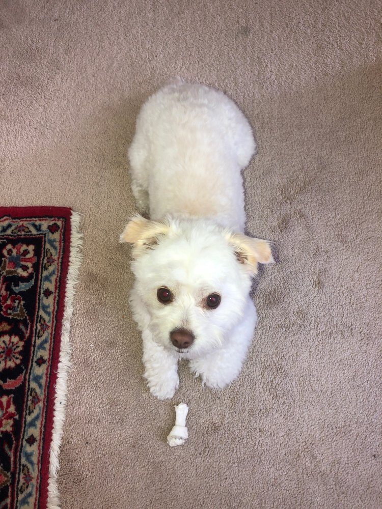 white poodle mix carpet